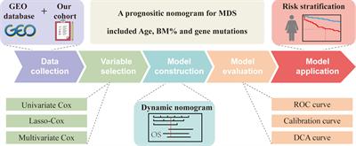 Development and validation of a novel prognosis prediction model for patients with myelodysplastic syndrome